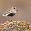 Jespak obecny - Calidris alpina - Dunlin 5929